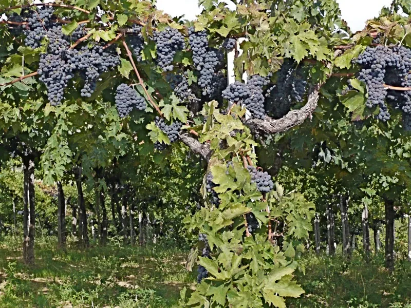 Rosso Piceno Superiore DOC