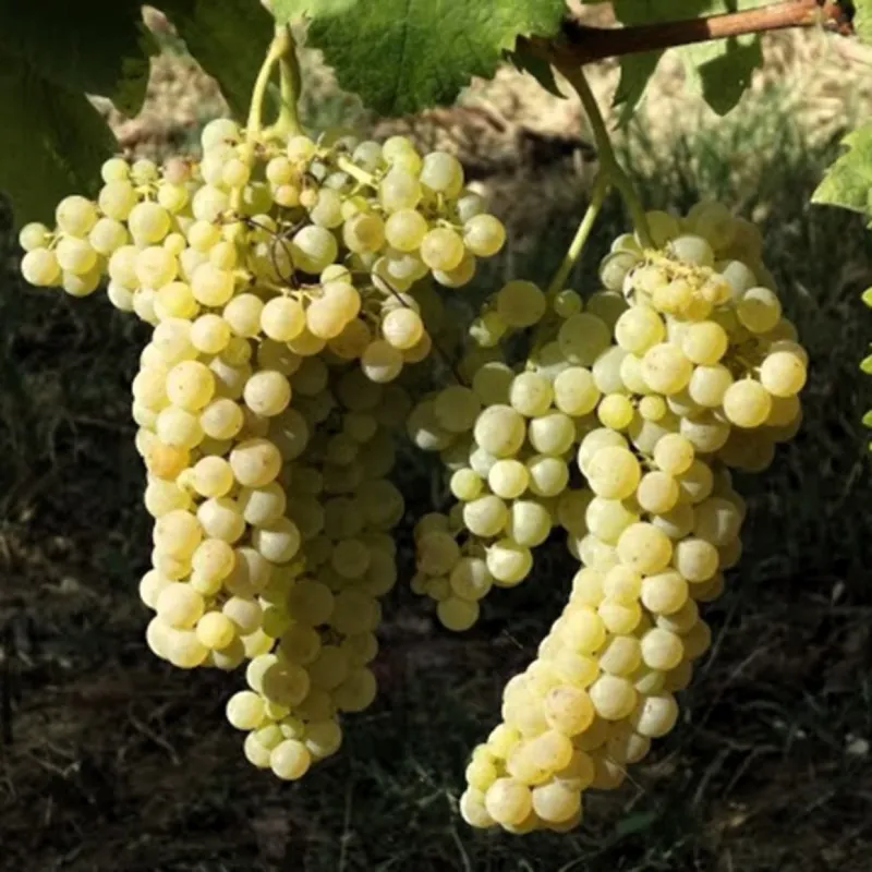 Offida Passerina DOCG