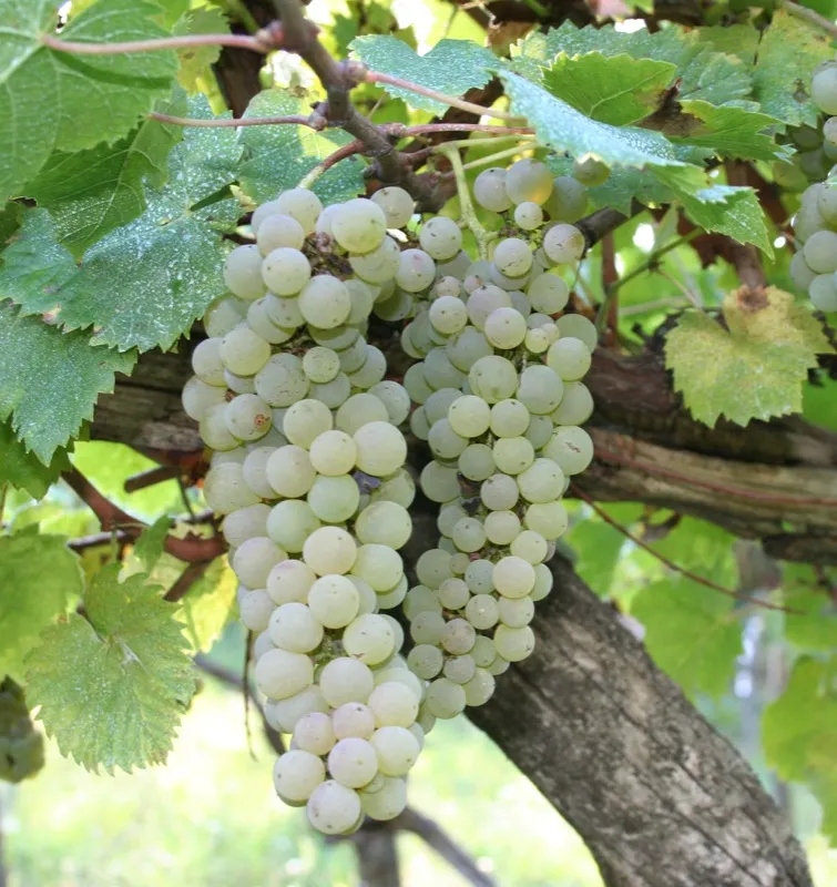 Offida Pecorino DOCG